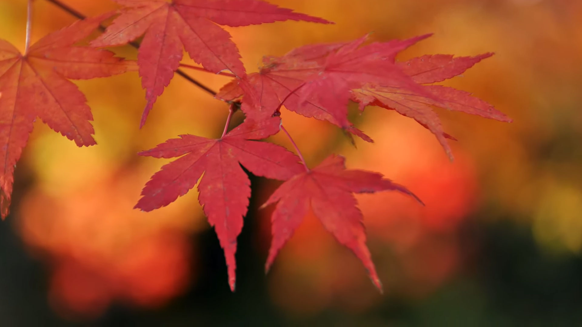 フォトグラファー 秋の写真　撮影取材　紅葉　ビデオ　映像